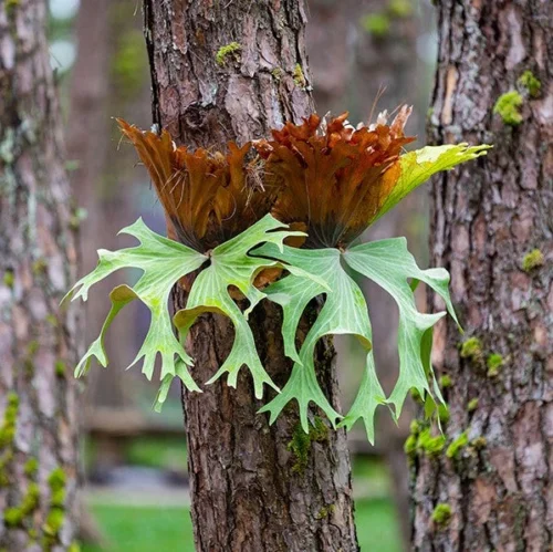 Platycerium Superbum Staghorn Fern Fern Plant 10 Platycerium Superbum Staghorn Fern Fern Plant -Plant Life Decor Shop StaghornFern