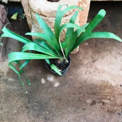 Platycerium Superbum Staghorn Fern Fern Plant -Plant Life Decor Shop StaghornFern 1