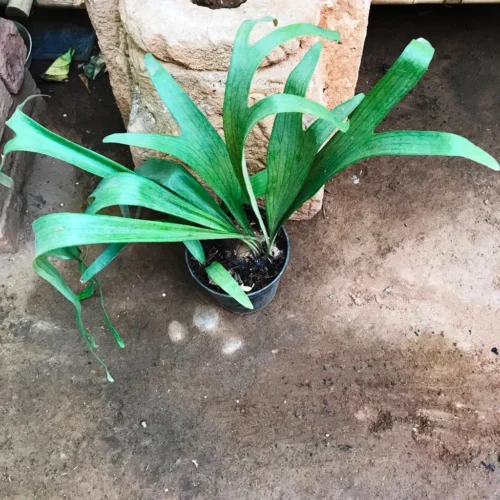 Platycerium Superbum Staghorn Fern Fern Plant 8 Platycerium Superbum Staghorn Fern Fern Plant -Plant Life Decor Shop StaghornFern 1