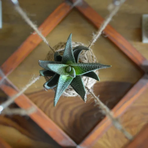 Kokedama Accessories - Cuboid Stand -Plant Life Decor Shop Stand 2 1 4348a523 23fe 4428 b636 3c797b6dd0bc