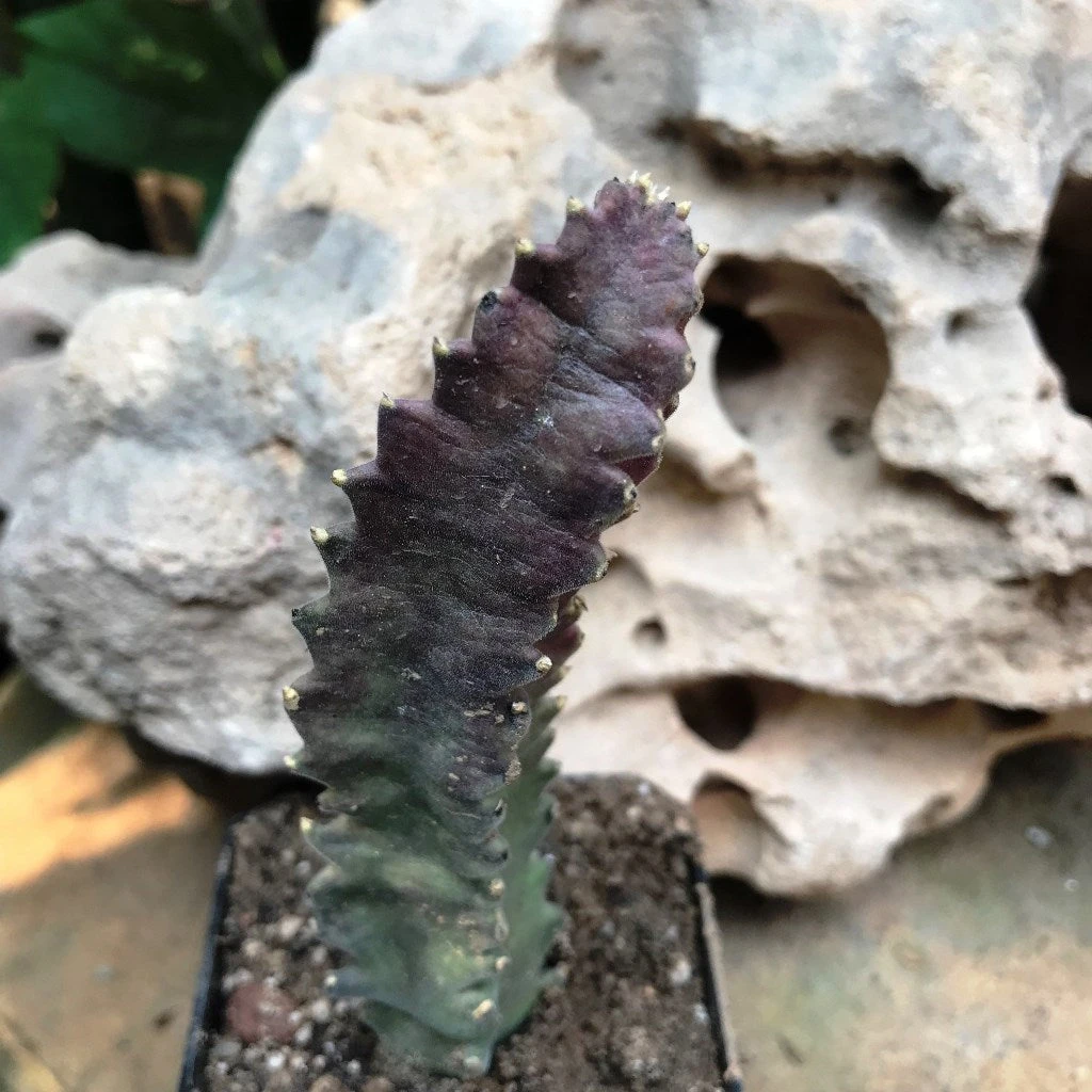 Stapelia Clavicorona Succulent Plant 2 Stapelia Clavicorona Succulent Plant - Image 2