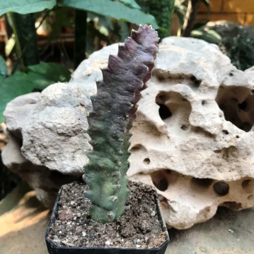 Stapelia Purple Nurple Succulent Plant 5 Stapelia Purple Nurple Succulent Plant -Plant Life Decor Shop StapeliaCalvicorona 2 ec2e823c 1024 47e7 b565 33121af4cd8c