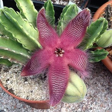 Stapelia Grandiflora Succulent Plant 2 Stapelia Grandiflora Succulent Plant - Image 2
