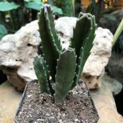 Stapelia Grandiflora Succulent Plant 6 Stapelia Grandiflora Succulent Plant -Plant Life Decor Shop StapeliaGrandiflora 4