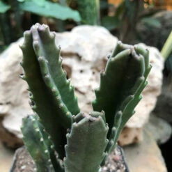 Stapelia Grandiflora Succulent Plant 7 Stapelia Grandiflora Succulent Plant -Plant Life Decor Shop StapeliaGrandiflora 5