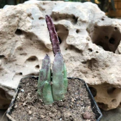 Stapelia Hirsuta Succulent Plant 6 Stapelia Hirsuta Succulent Plant -Plant Life Decor Shop StapeliaHirsuta 1 e828e221 b026 46b9 bea0 20ff6cf8efba