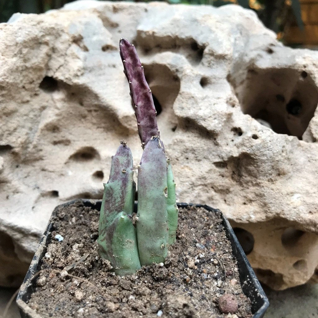 Stapelia Hirsuta Succulent Plant 3 Stapelia Hirsuta Succulent Plant - Image 3