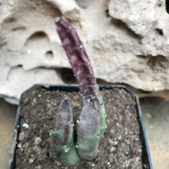 Stapelia Hirsuta Succulent Plant 7 Stapelia Hirsuta Succulent Plant -Plant Life Decor Shop StapeliaHirsuta 2