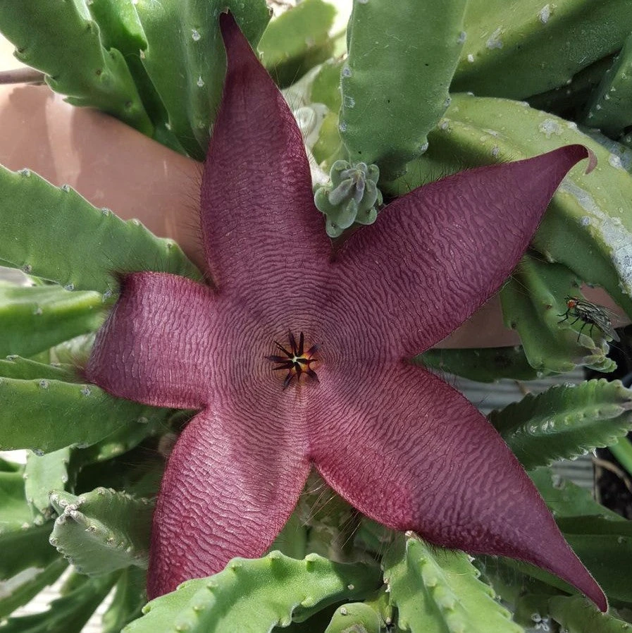 Stapelia Hirsuta Succulent Plant 1 Stapelia Hirsuta Succulent Plant