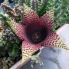 Stapelia Purple Nurple Succulent Plant