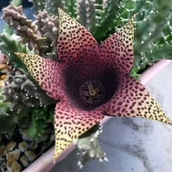Stapelia Purple Nurple Succulent Plant