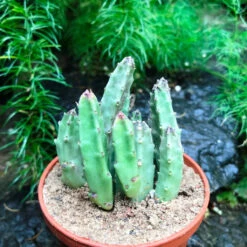 Stapelia Schinzii Var Angolensis Succulent Plant -Plant Life Decor Shop Stapelia Schinzii 2