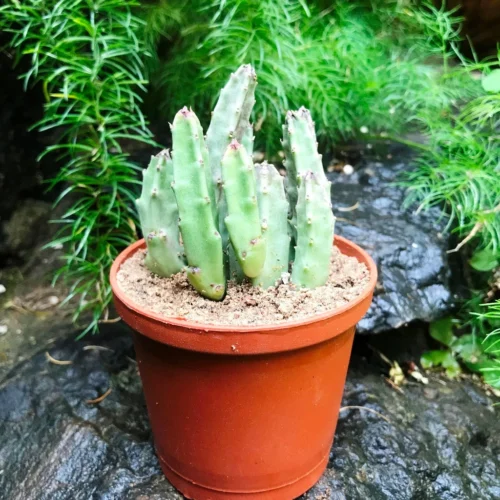 Stapelia Schinzii Var Angolensis Succulent Plant -Plant Life Decor Shop Stapelia Schinzii 3