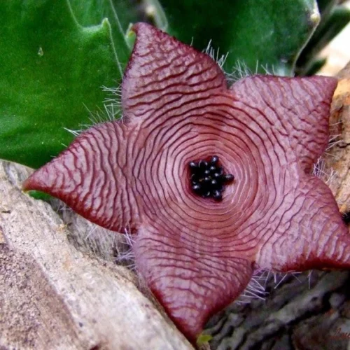 Stapelia Clavicorona Succulent Plant