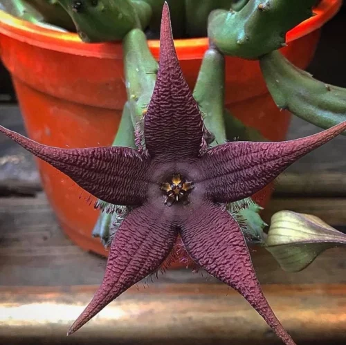 Stapelia Schinzii Var Angolensis Succulent Plant