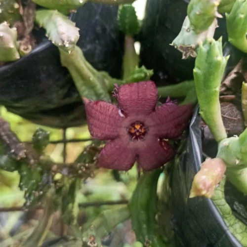 Stapelia Paniculata Subs. Scitula Succulent Plant