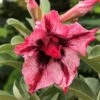 Strawberry Delight Adenium Plant
