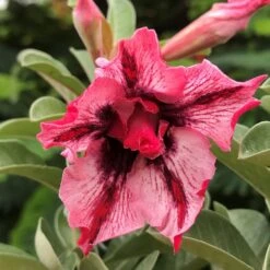 Strawberry Delight Adenium Plant
