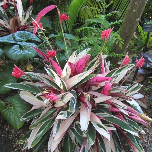 Stromanthe Tristar Plant 2 Stromanthe Tristar Plant - Image 2