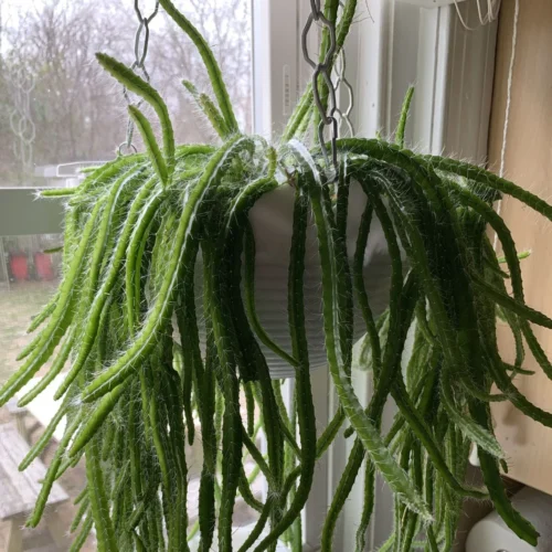 Strophocactus Testudo (Dog Tail Cactus) Plant -Plant Life Decor Shop Strophocactus testudo 2