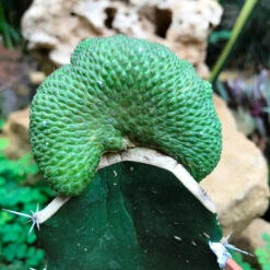 Sulcorebutia Cristata Cactus Plant