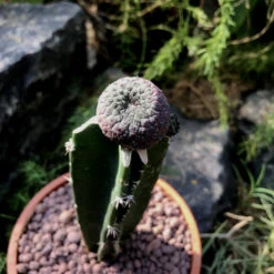 Sulcorebutia Rauschii F. Violacidermis Cactus Plant 9 Sulcorebutia Rauschii F. Violacidermis Cactus Plant -Plant Life Decor Shop Sulcorebutia rauschii