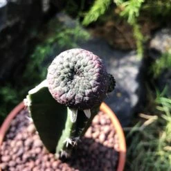 Sulcorebutia Rauschii F. Violacidermis Cactus Plant 11 Sulcorebutia Rauschii F. Violacidermis Cactus Plant -Plant Life Decor Shop Sulcorebutia rauschii 3