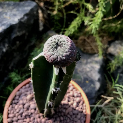 Sulcorebutia Rauschii F. Violacidermis Cactus Plant 9 Sulcorebutia Rauschii F. Violacidermis Cactus Plant -Plant Life Decor Shop Sulcorebutia rauschii