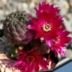 Sulcorebutia Rauschii F. Violacidermis Cactus Plant 13 Sulcorebutia Rauschii F. Violacidermis Cactus Plant -Plant Life Decor Shop Sulcorebutia rauschii violacidermis flower 1