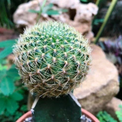 Sulcorebutia Pampagrandensis Cactus Plant