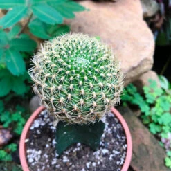 Sulcorebutia Pampagrandensis Cactus Plant -Plant Life Decor Shop Sulcorebutiapampagrandensis 3