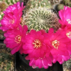 Sulcorebutia Pampagrandensis Cactus Plant -Plant Life Decor Shop Sulcorebutiapampagrandensis 5