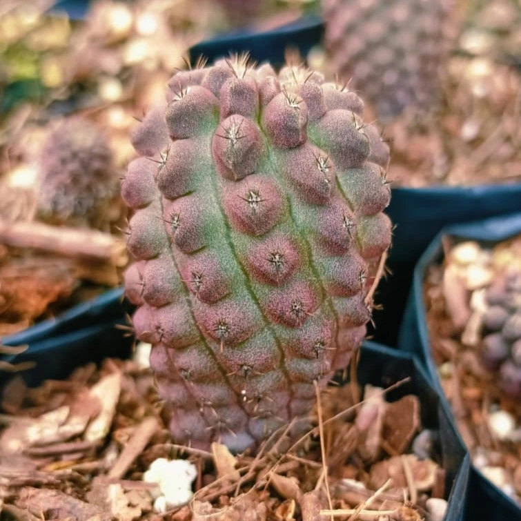 Sulcorebutia Rauschii F. Violacidermis Cactus Plant 2 Sulcorebutia Rauschii F. Violacidermis Cactus Plant - Image 2
