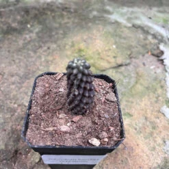 Sulcorebutia Rauschii F. Violacidermis Cactus Plant 12 Sulcorebutia Rauschii F. Violacidermis Cactus Plant -Plant Life Decor Shop Sulcorebutiaviolacidermis 1