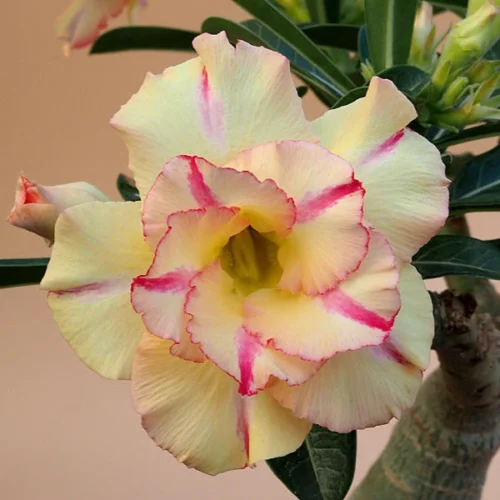 Sunset Blush Adenium Plant