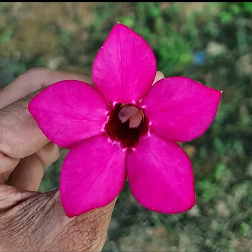 Swazicum Hybrid 'Magenta Glow' Adenium Plant