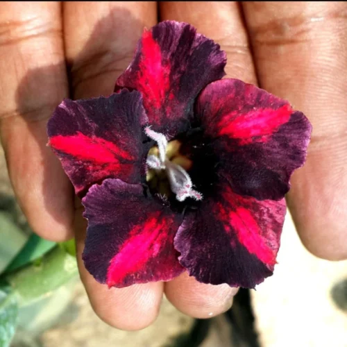 Swazicum Hybrid 'Midnight Flame' Adenium Plant