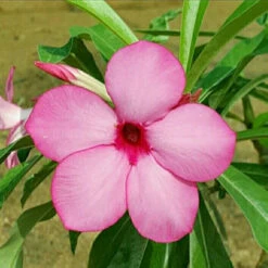 Swazicum Hybrid 'Rosy Whisper' Adenium Plant