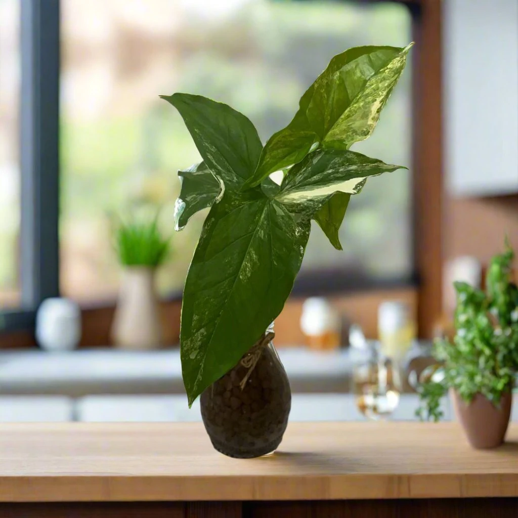 Syngonium Podophyllum Albo Terrarium Kit 2 Syngonium Podophyllum Albo Terrarium Kit - Image 2