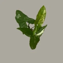 Syngonium Podophyllum Albo Terrarium Kit 5 Syngonium Podophyllum Albo Terrarium Kit -Plant Life Decor Shop Sygonium Podophyllum Albo