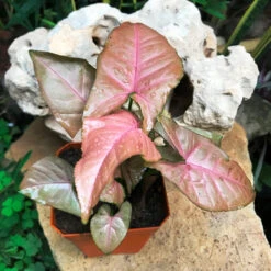 Syngonium Pink Allusion Plant -Plant Life Decor Shop Synginiumneonred 3