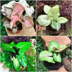 Syngonium Plant Combo – 4 Colorful Arrowhead Varieties For Indoors