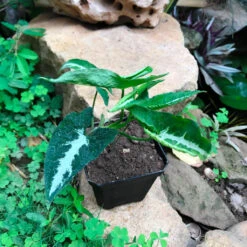 Syngonium Silver Goosefoot Plant -Plant Life Decor Shop SyngoniumWendlandii 3