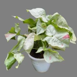 Syngonium Milk Confetti Plant