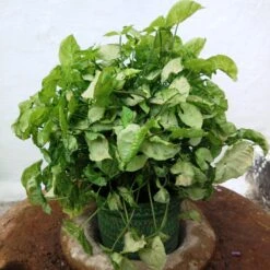 Syngonium Mini Pixie Plant