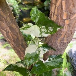 Syngonium Podophyllum Albo Plant -Plant Life Decor Shop Syngonium Podophyllum Albo 1