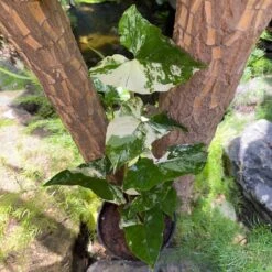 Syngonium Podophyllum Albo Plant