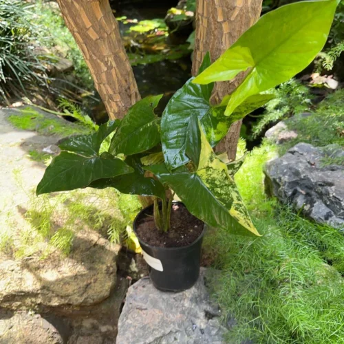 Syngonium Podophyllum 'Aurea' Plant -Plant Life Decor Shop Syngonium Podophyllum Aurea 2