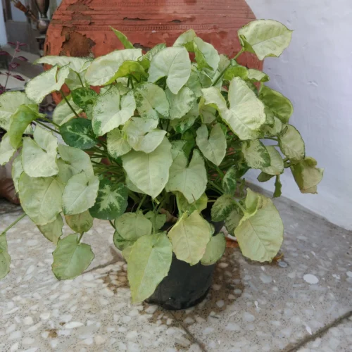 Syngonium White Butterfly Plant -Plant Life Decor Shop Syngonium podophyllum White Butterfly