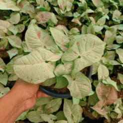 Syngonium Milk Confetti Plant -Plant Life Decor Shop Syngoniummilkconfetti